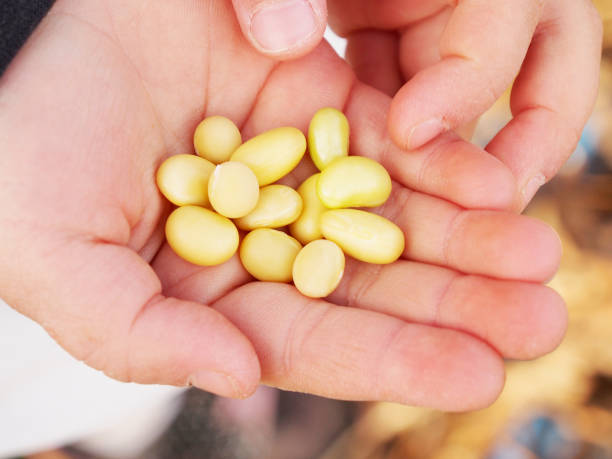 Child's hands holding smooth yellow sorting materials, excellent for Montessori fine motor activities.